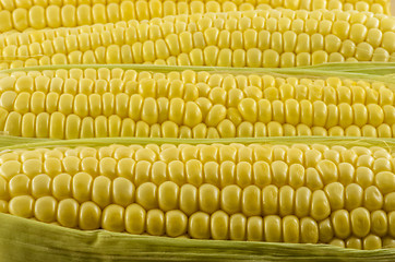 Image showing Corn Close Up 05