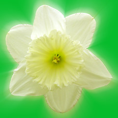 Image showing Daffodil head on a green background