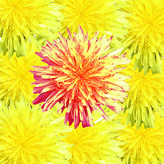 Image showing Dandelion Abstract