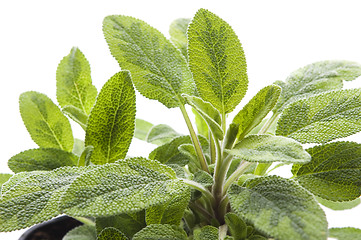 Image showing sage isolated on white background