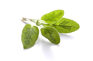 Image showing sage isolated on white background