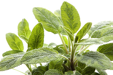 Image showing sage isolated on white background