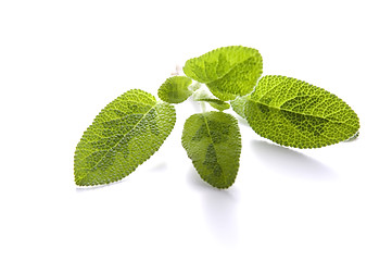 Image showing sage isolated on white background