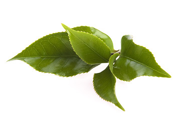 Image showing fresh tea leaves isoalted on the white background