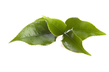 Image showing fresh tea leaves isoalted on the white background