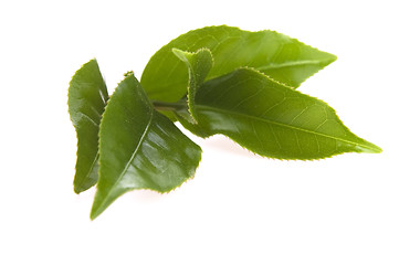 Image showing fresh tea leaves isoalted on the white background