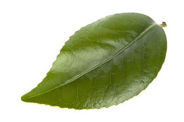 Image showing fresh tea leaves isoalted on the white background