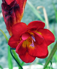 Image showing Red bloom