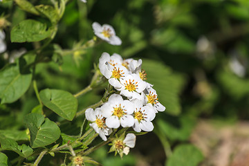 Image showing Blooming strawberries