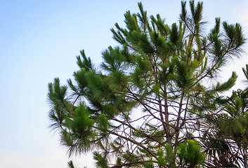 Image showing Green tree branch isolated on blue sky 