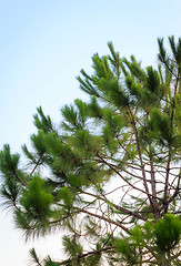 Image showing Green tree branch isolated on sky background