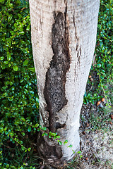 Image showing Crack detail of alive hollow tree trunk 