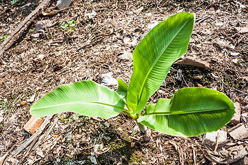 Image showing Young banana tree  is growing in kitchen garden