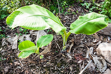 Image showing Young banana trees  are growing from the ground