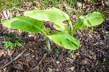 Image showing Young banana trees  are growing in kitchen garden