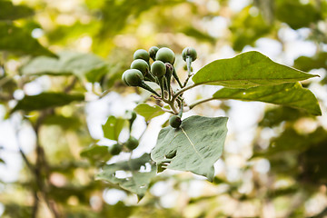 Image showing Close up green mini eggplant on green background