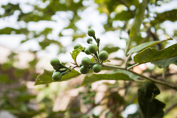 Image showing Green mini eggplant branch on green background