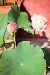 Image showing Lotus bud and lotus flower with green leaf 