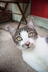 Image showing Young siamese cat looking at the camera 