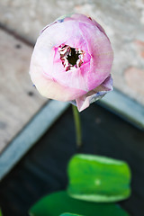 Image showing Close up lotus flower with green leaf