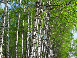 Image showing Beautiful spring birch