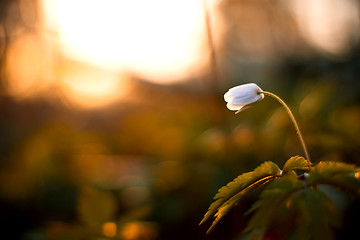 Image showing Anemone nemorosa - single white flower