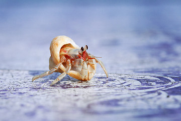 Image showing hermit crab