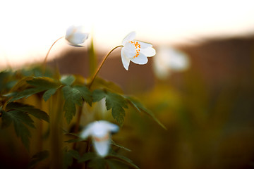 Image showing Spring flower - Anemone sylvestris