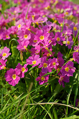 Image showing Primroses