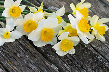 Image showing Daffodils