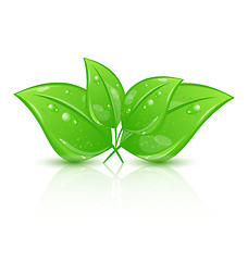 Image showing Green eco leaves isolated on white background