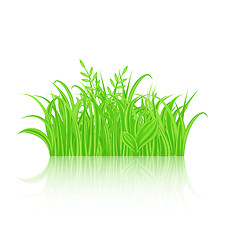 Image showing Green grass with reflection isolated on white background