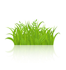 Image showing Green grass with reflection isolated on white background