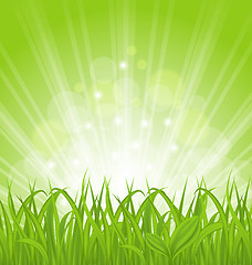 Image showing Spring background with green grass