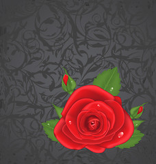 Image showing Close-up red rose isolated on grunge floral background