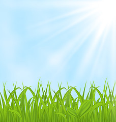 Image showing Spring background with green grass