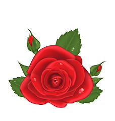 Image showing Close-up red rose isolated on white background