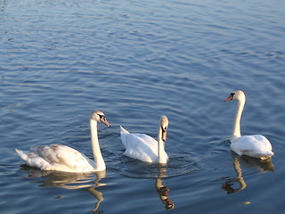 Image showing Swans