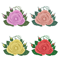 Image showing close-up set of roses isolated on white background