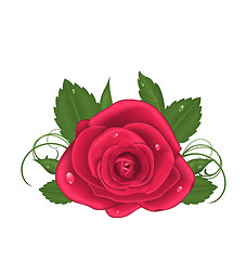 Image showing Close-up beautiful rose isolated on white background