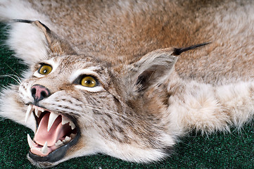 Image showing Stuffed lynx