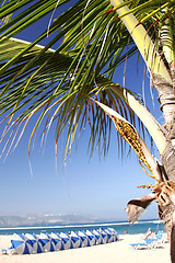 Image showing Palm and Beach