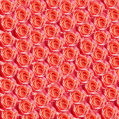 Image showing Red Roses