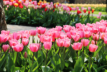 Image showing Holland tulip fields