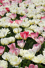 Image showing Holland tulip fields