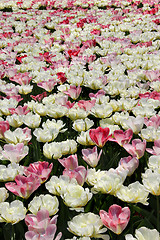 Image showing Holland tulip fields