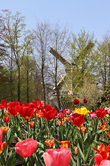 Image showing Holland windmills and field of tulips