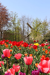 Image showing Holland windmills and field of tulips