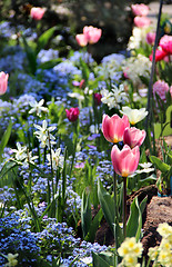 Image showing Sunny terrace with a lot of flowers