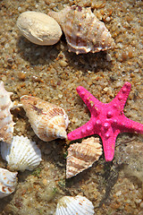 Image showing Starfishes on the beach